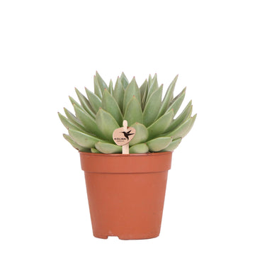 Echeveria Miranda h20cm – Sukkulente für den Innenbereich