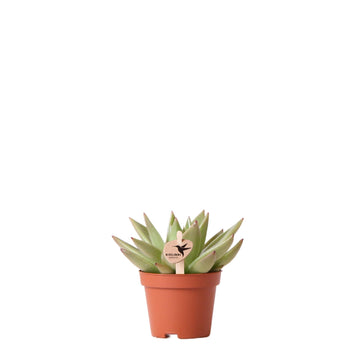 Echeveria Miranda h9cm - Sukkulente