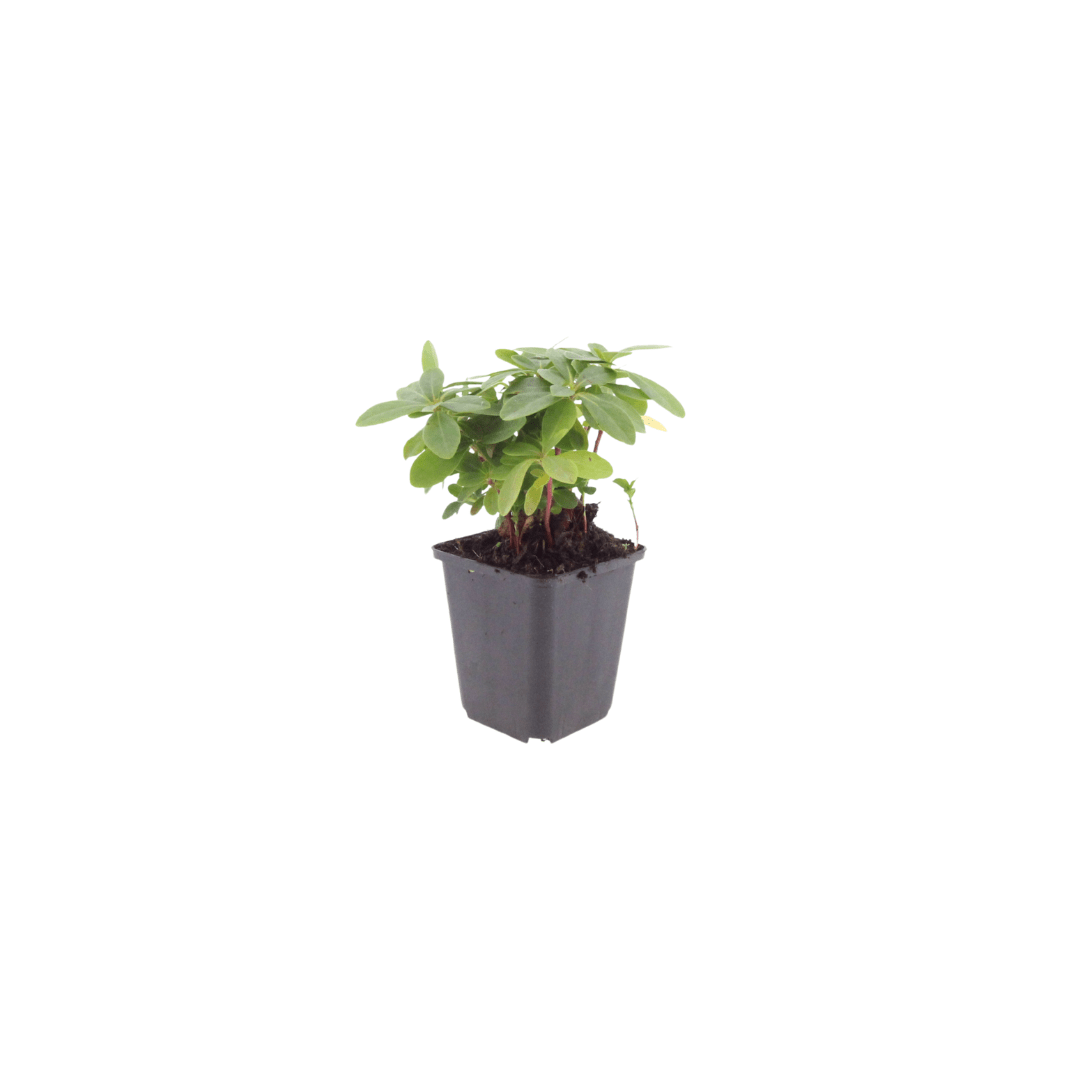 Livraison plante Euphorbe amygdal
