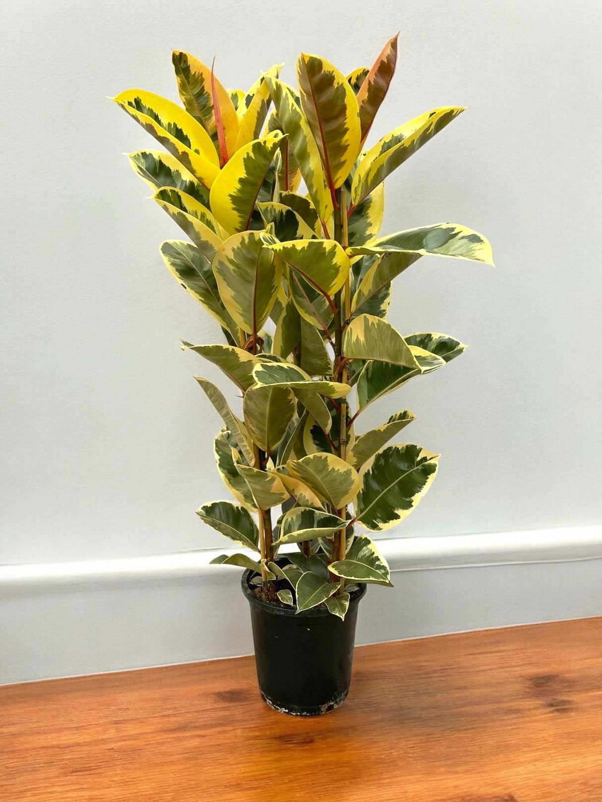 Livraison plante Ficus Elastica Tineke