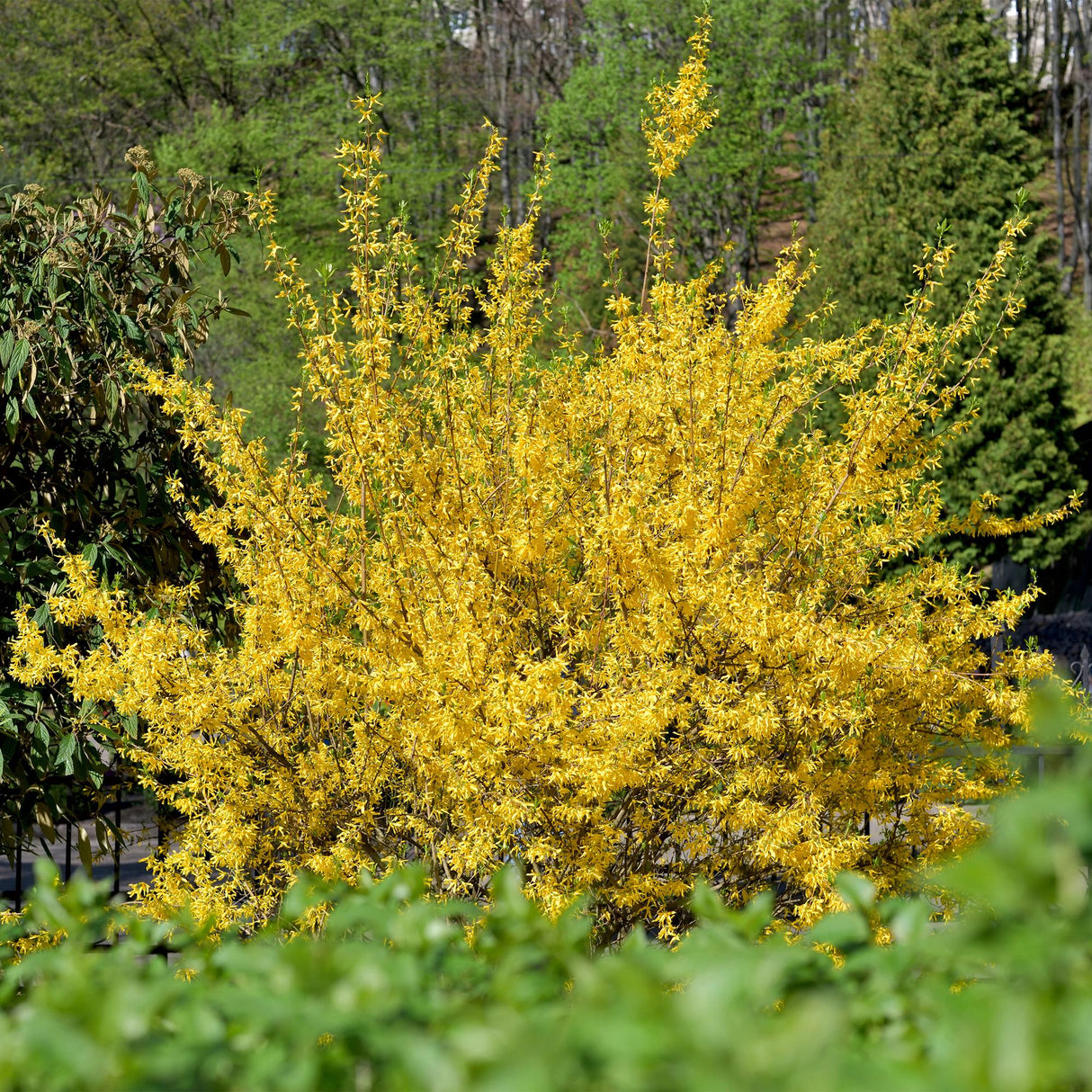 Livraison plante Forsythia intermedia Goldrausch – Pot 17 cm – Hauteur 45 cm