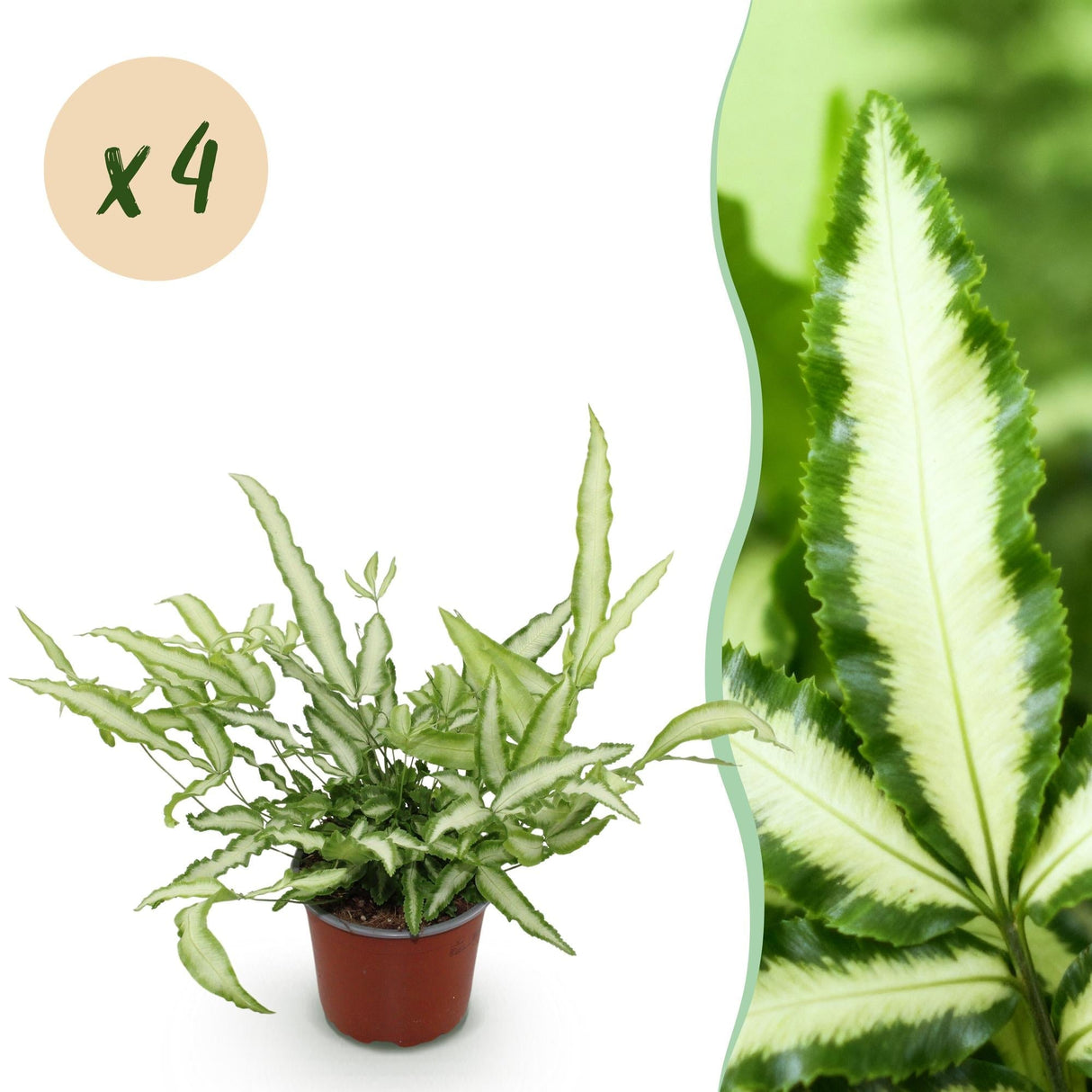 Livraison plante Fougère Pteris