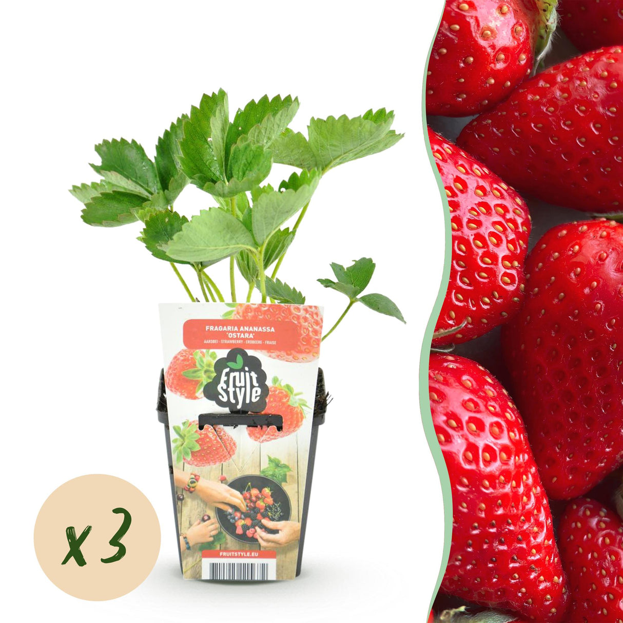 Livraison plante Fraisier Elsanta x3