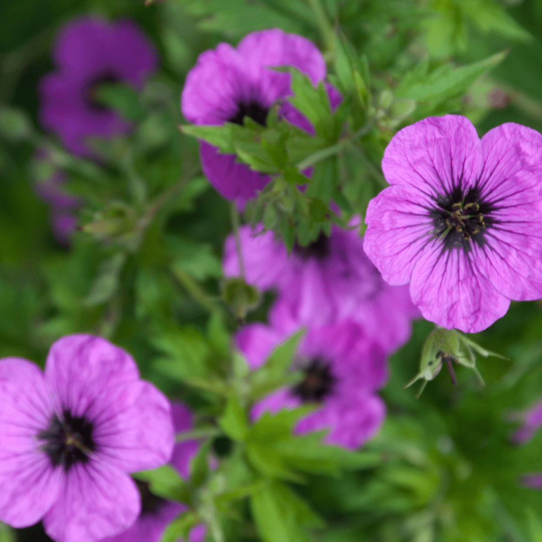 Livraison plante Geranium Bevans