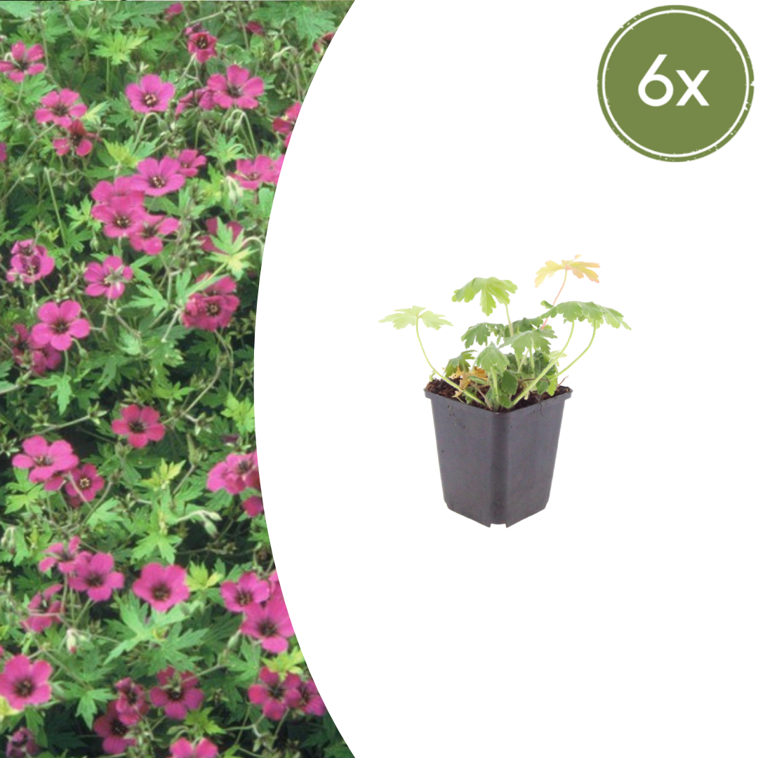 Livraison plante Geranium Bevans