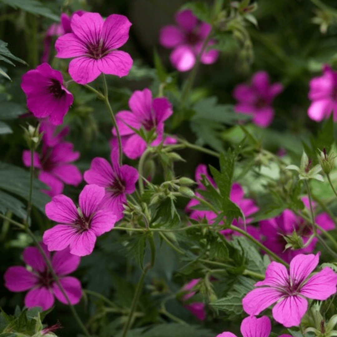 Livraison plante Geranium rose