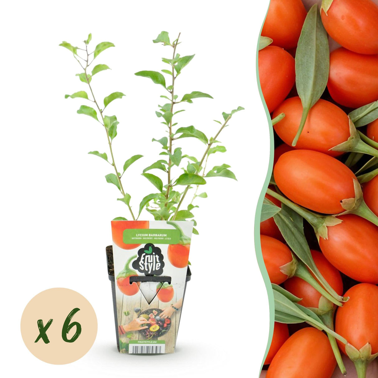 Livraison plante Goji Lycium barbarum – Lot de 6 – Pot 9 cm