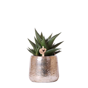 Haworthia Limifolia und ihr silberner Übertopf