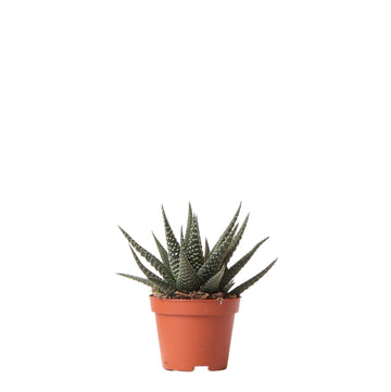 Haworthia Königliche Hoheit h11cm