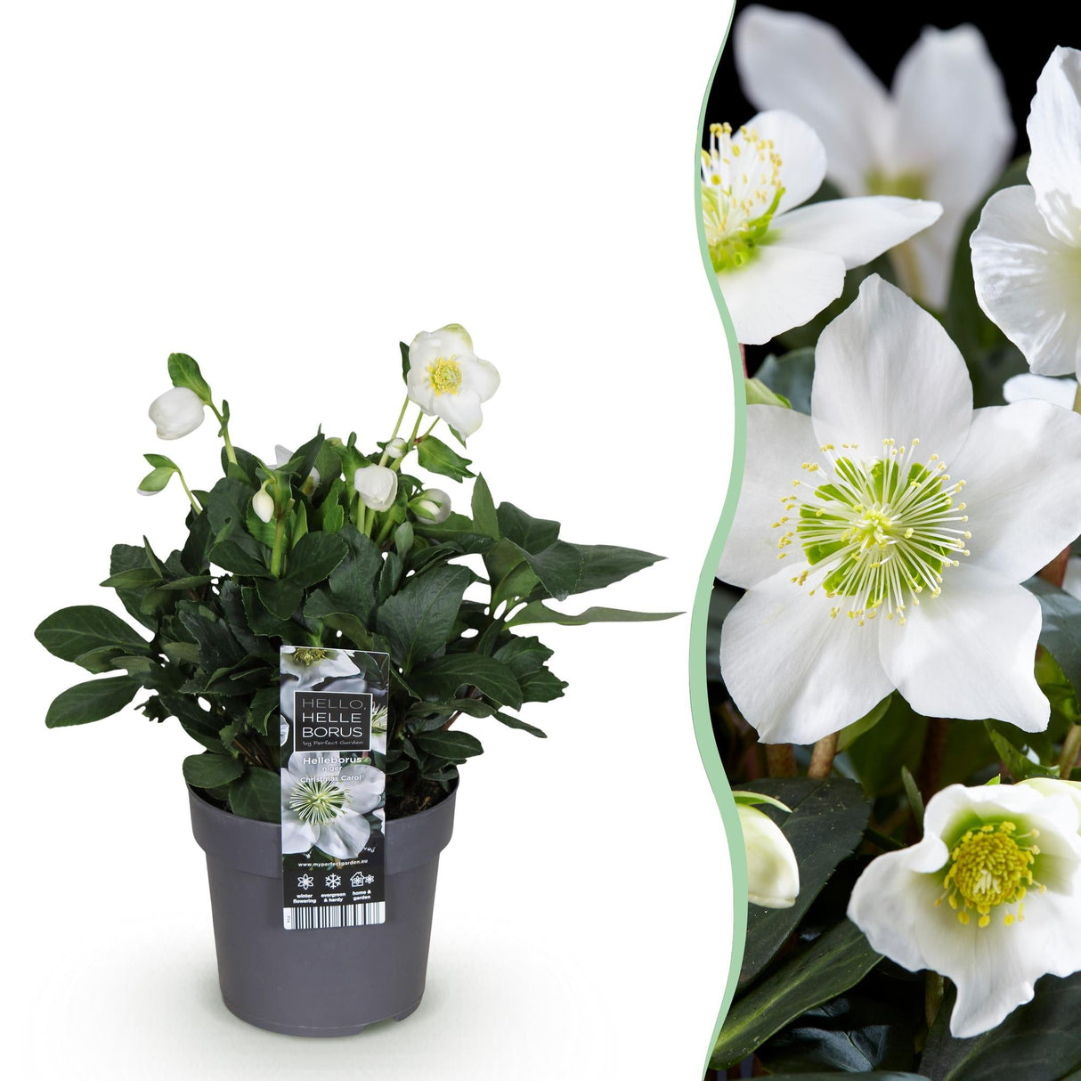 Livraison plante Hellébore Christmas Carol – Lot de 1 – Pot 14 cm – Hauteur 30 cm