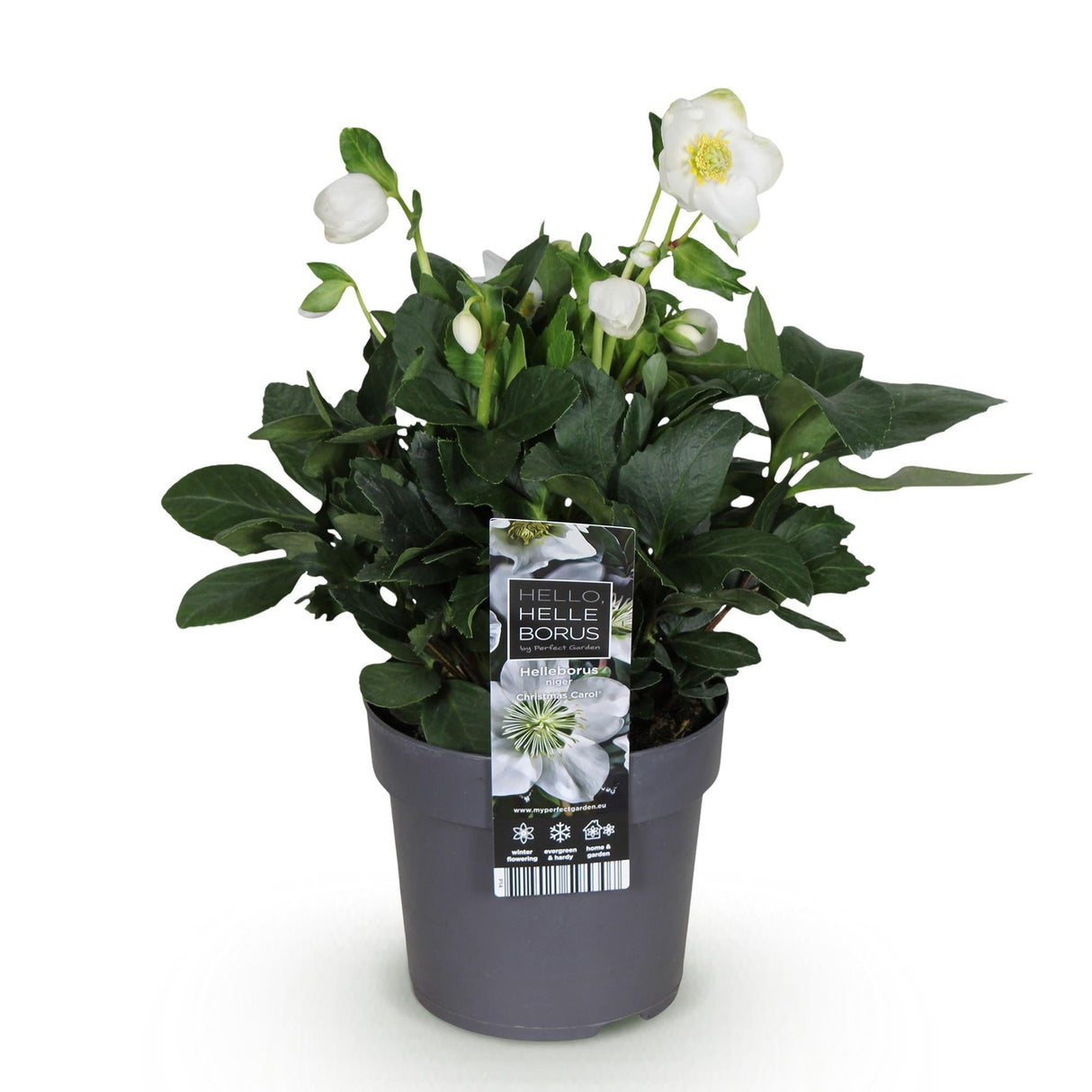 Livraison plante Hellébore Christmas Carol – Lot de 1 – Pot 14 cm – Hauteur 30 cm