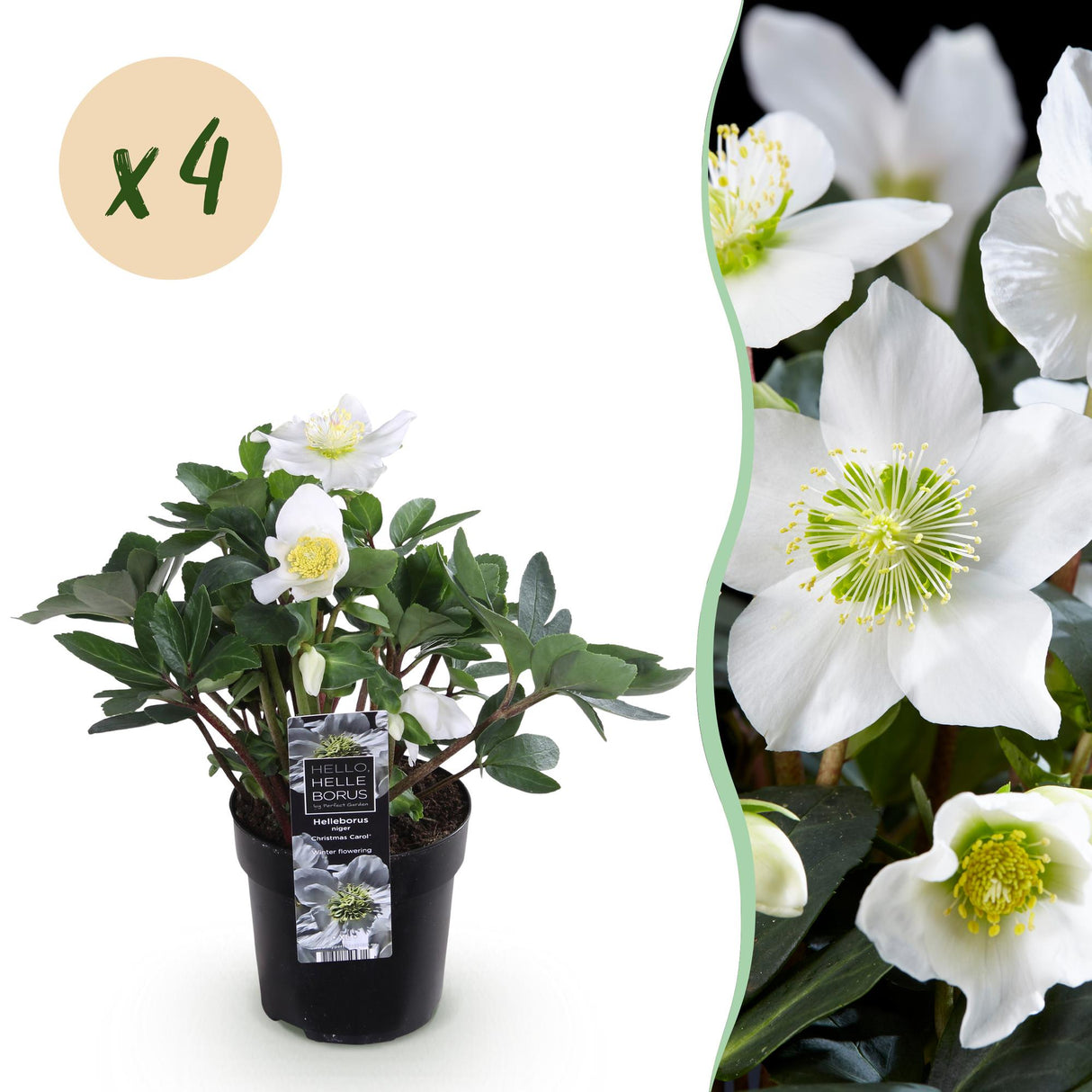 Livraison plante Hellébore Christmas Carol x1