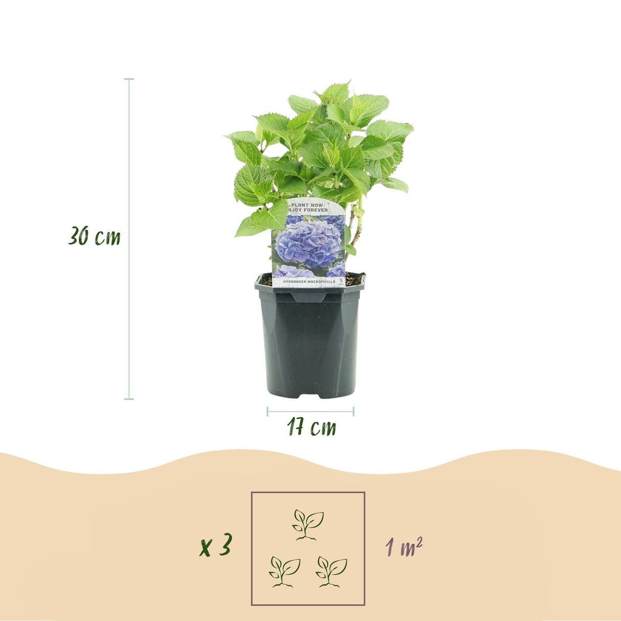 Livraison plante Hortensia Blue – Lot de 1 – Pot 17 cm – Hauteur 30 cm