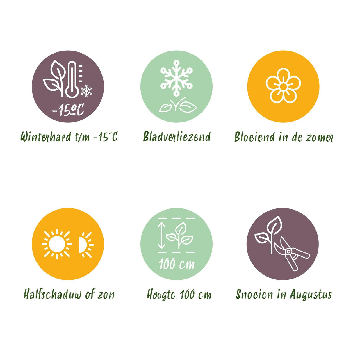 Livraison plante Hortensia Ruby Tuesday&Sapphire – Pot 23 cm – Hauteur 55 cm