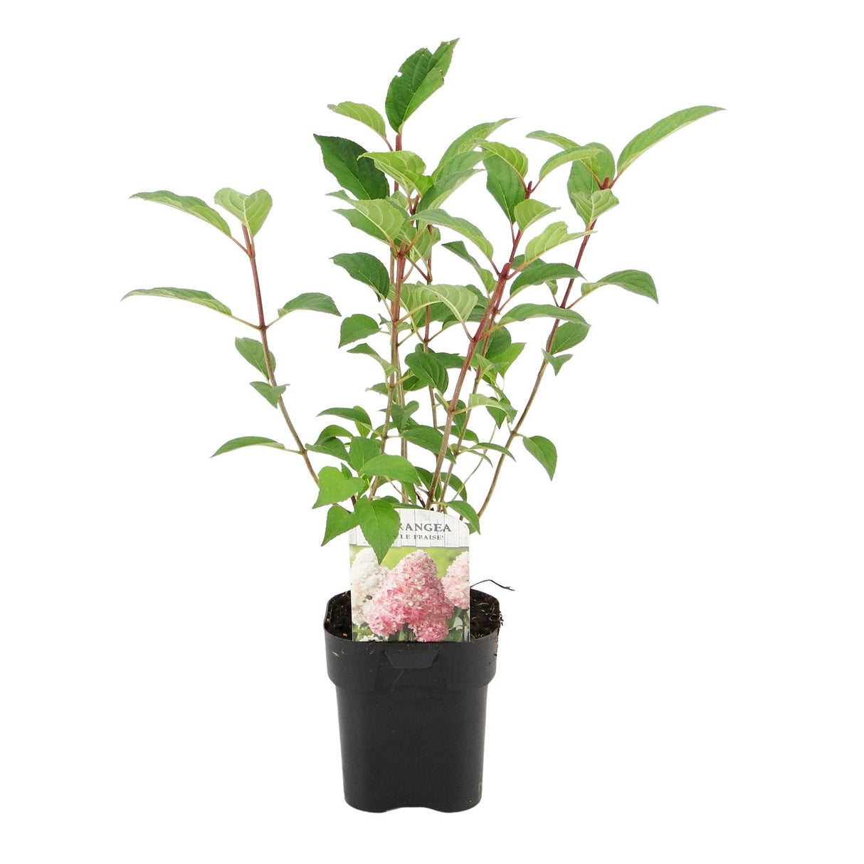 Livraison plante Hortensia Vanille Fraise – Lot de 1 – Pot 17 cm