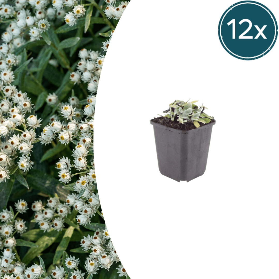 Livraison plante Immortelle de l'himalaya