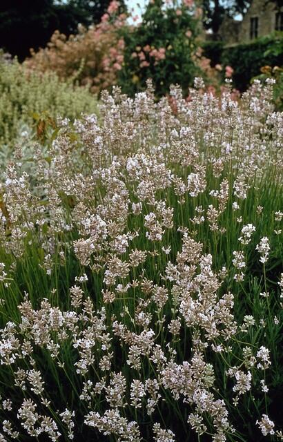 Livraison plante Lavande vraie blanche 'Edelweiss'