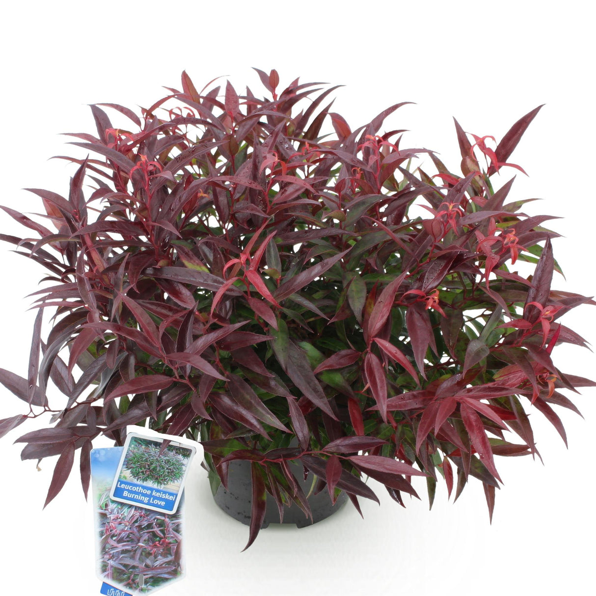 Livraison plante Leucothoe Burning Love – Pot 17 cm – Hauteur 45 cm
