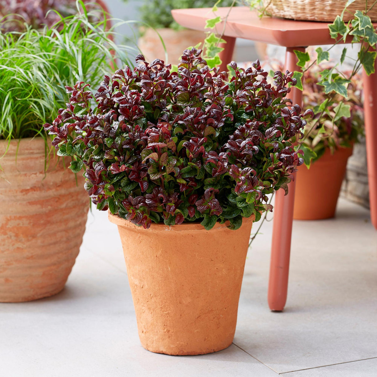 Livraison plante Leucothoe Curly Red – Lot de 1 – Pot 17 cm – Hauteur 40 cm