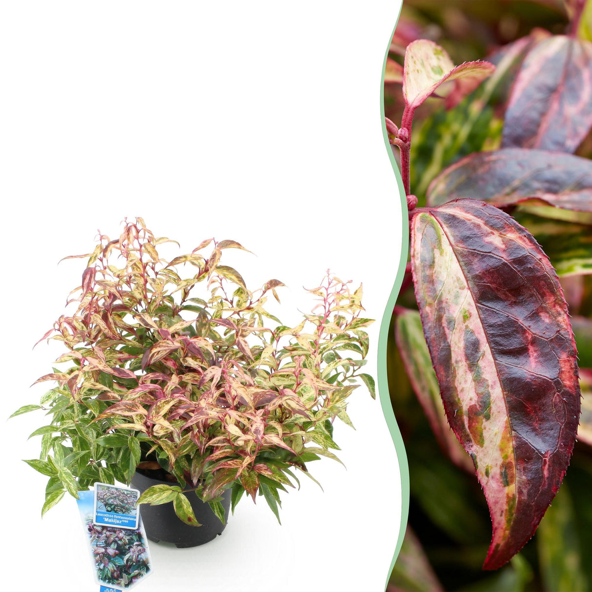 Livraison plante Leucothoe Makijaz – Lot de 1 – Pot 17 cm – Hauteur 45 cm