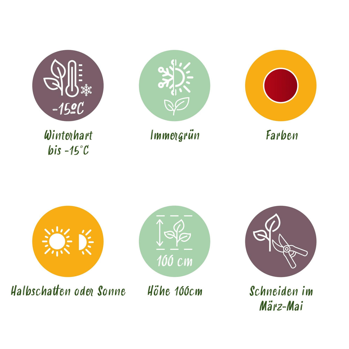 Livraison plante Leucothoe Zeblid – Lot de 2 – Pot 17 cm – Hauteur 45 cm