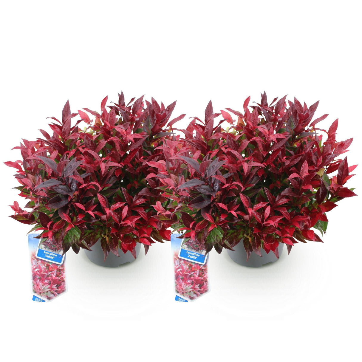 Livraison plante Leucothoe Zeblid – Lot de 2 – Pot 17 cm – Hauteur 45 cm