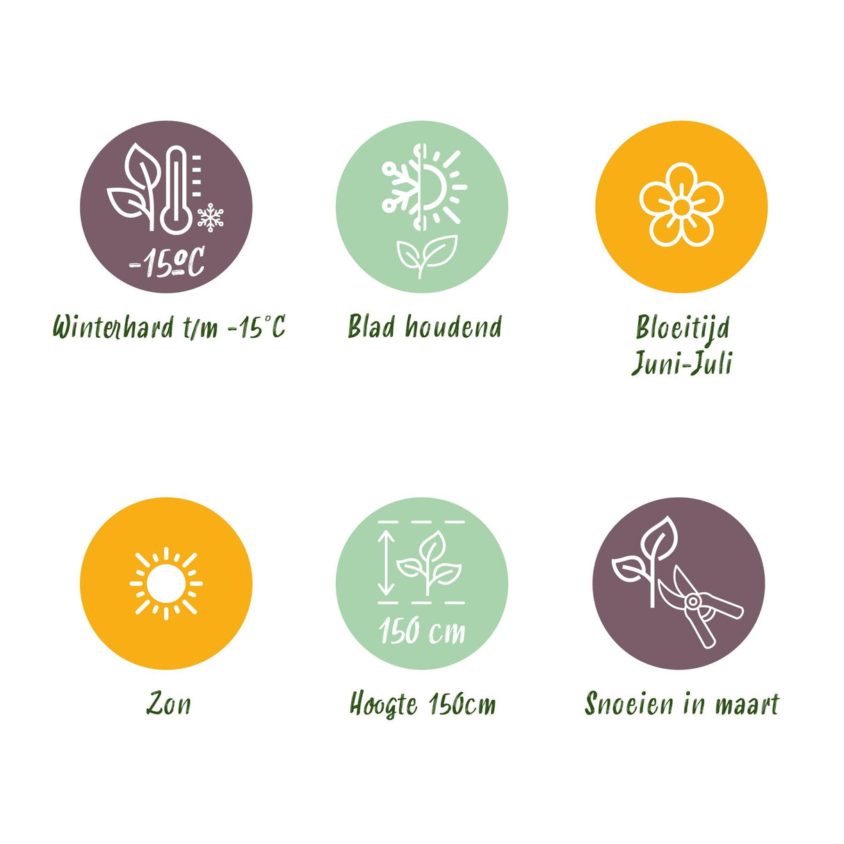 Livraison plante Ligustrum delavayanum – Lot de 1 – Pot 19 cm – Hauteur 90 cm