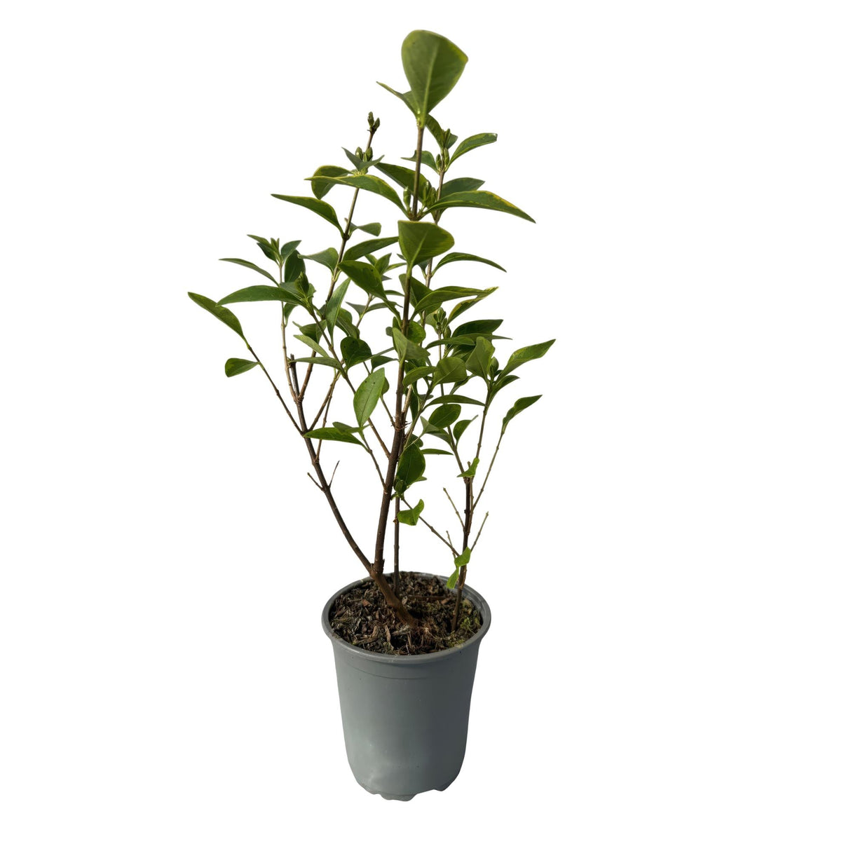 Livraison plante Ligustrum ovalifolium Aureum – Lot de 8 – Hauteur 35 - 40 cm