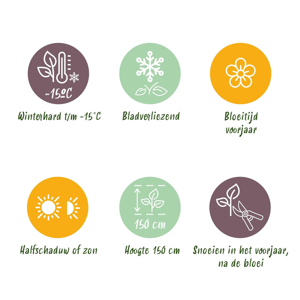 Livraison plante Magnolia Genie – Lot de 1 – Pot 12 cm – Hauteur 30 cm