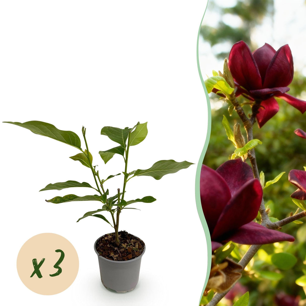 Livraison plante Magnolia Genie x1