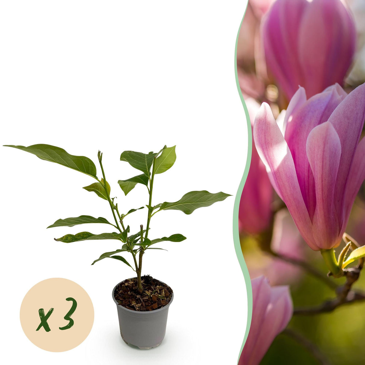 Livraison plante Magnolia Heaven Scent x1