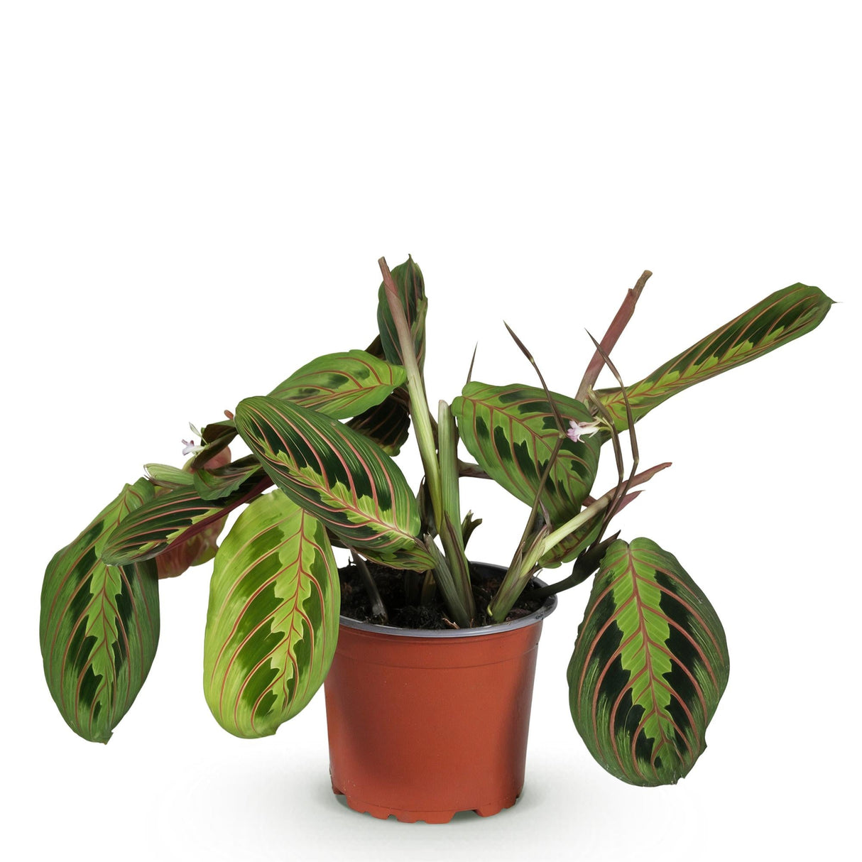 Livraison plante Maranta Fascinator