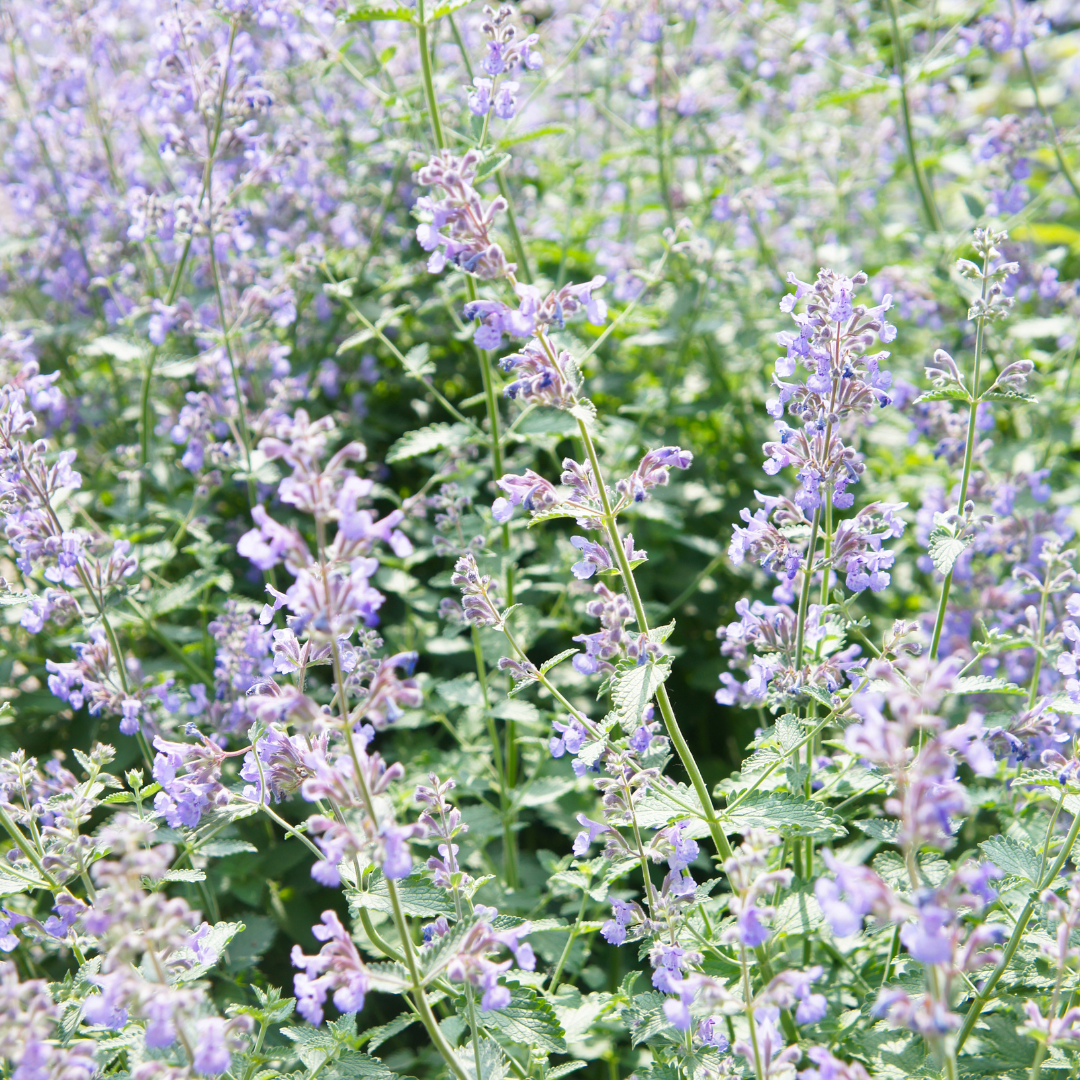 Livraison plante Menthe des chats Nepeta