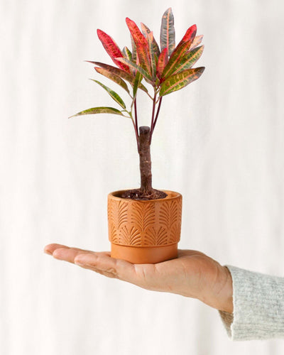 Mini-Codiaeum