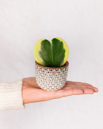 Mini-Hoya-Herz-Variegata