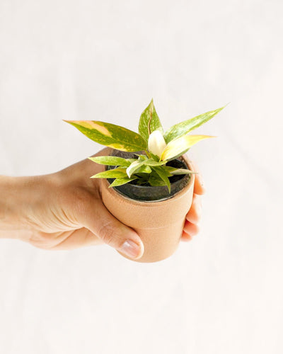 Mini-Philodendron-Ring des Feuers