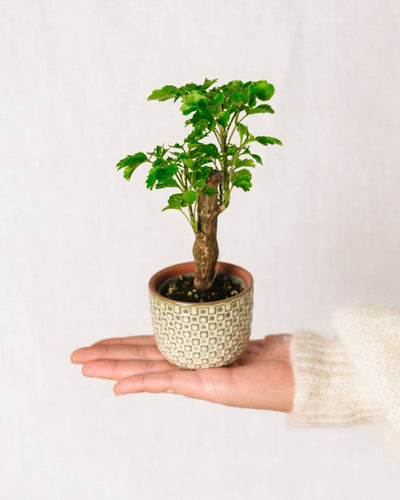 Mini-Polyscias