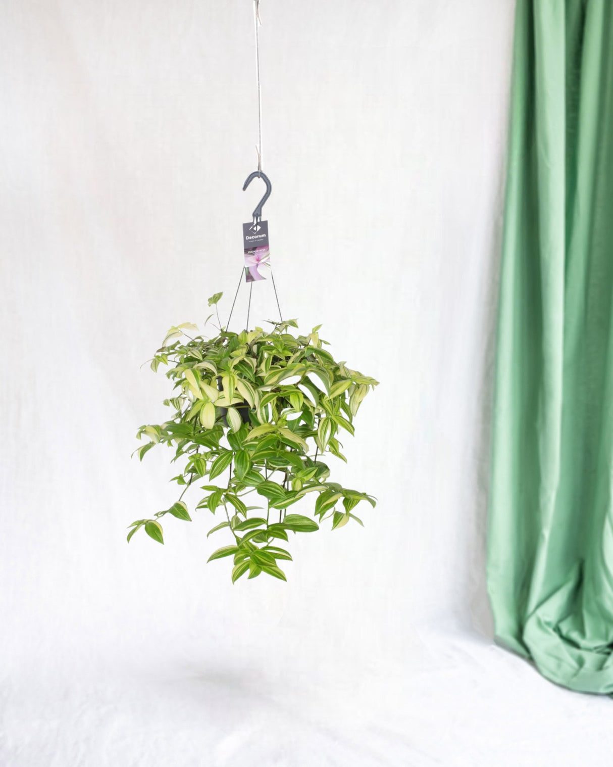 Livraison plante Misère Tradescantia Yellow Hill