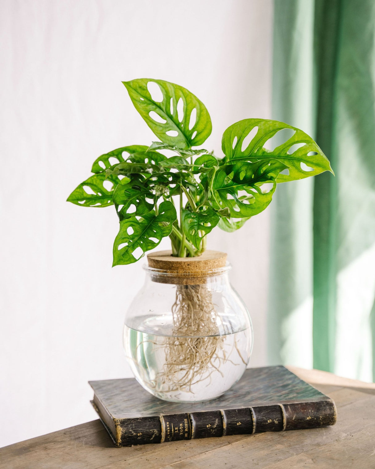 Livraison plante Monstera adansonii en hydroculture