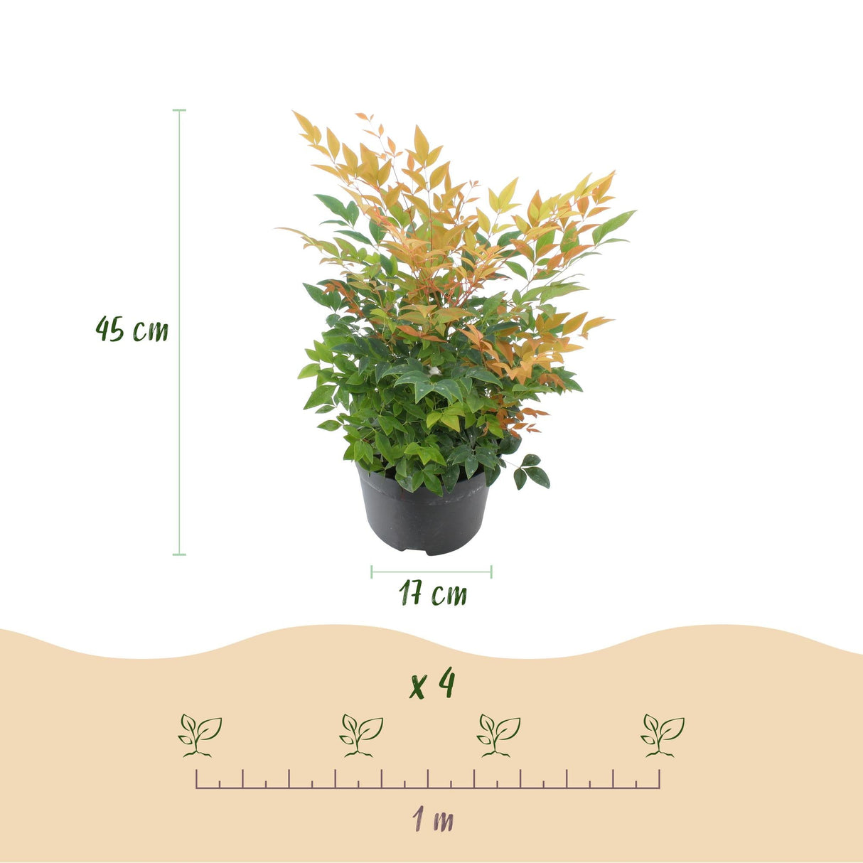 Livraison plante Nandina domestica Gulfstream – Pot 17 cm – Hauteur 45 cm