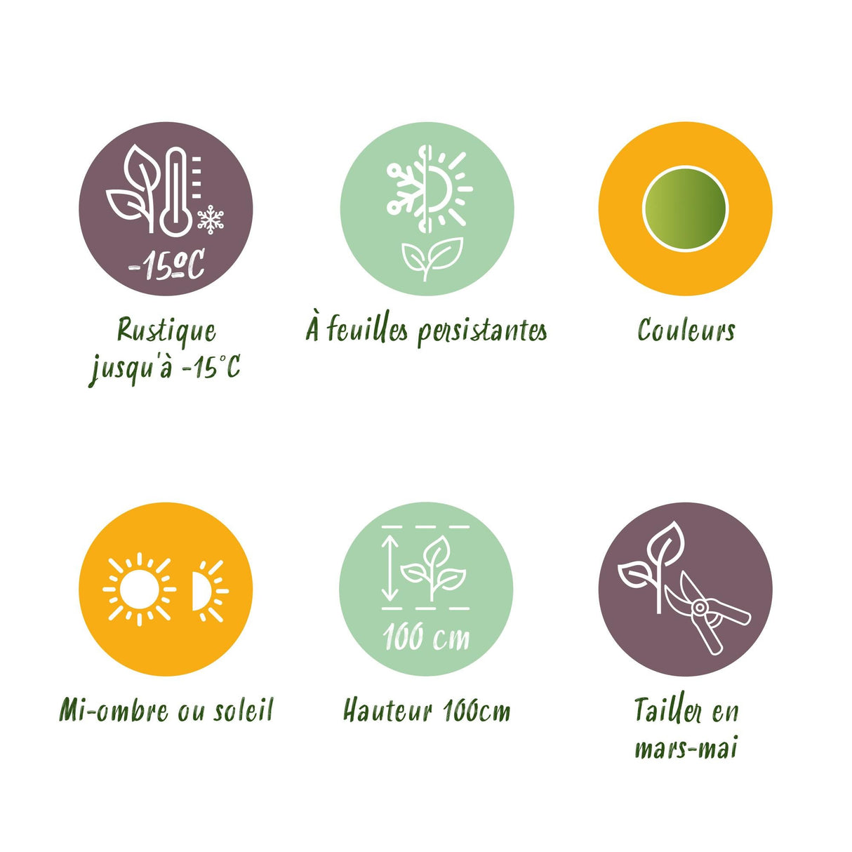 Livraison plante Nandina Lemon & Lime – Lot de 1 – Pot 17 cm – Hauteur 45 cm