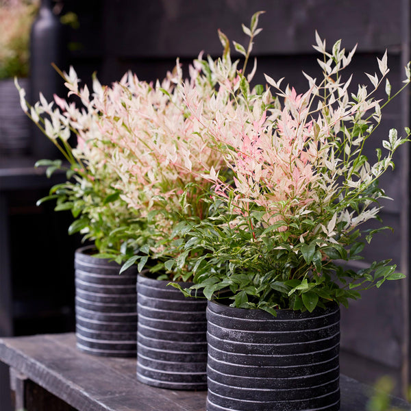 Livraison plante Nandina Twilight – Lot de 1 – Pot 17 cm – Hauteur 45 cm