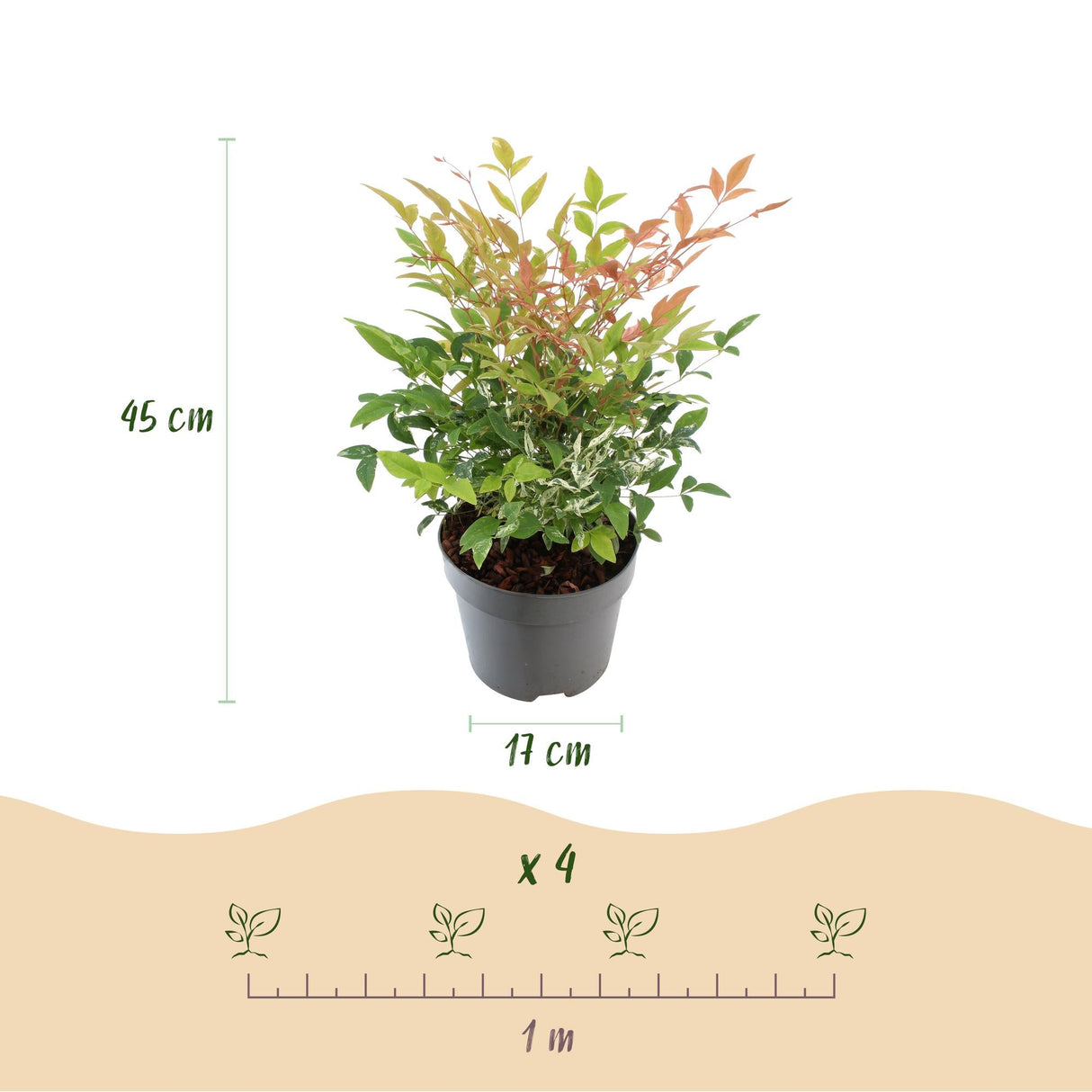 Livraison plante Nandina Twilight – Lot de 1 – Pot 17 cm – Hauteur 45 cm