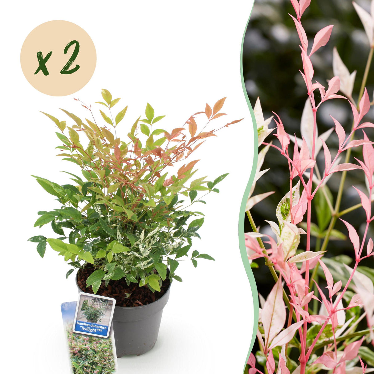 Livraison plante Nandina Twilight x1
