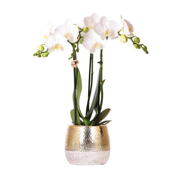 Weiße Amabilis-Orchidee und ihr Topf