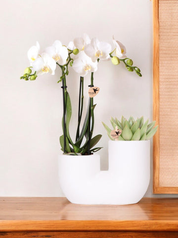 Amabilis und saftige Orchidee im weißen Dekotopf