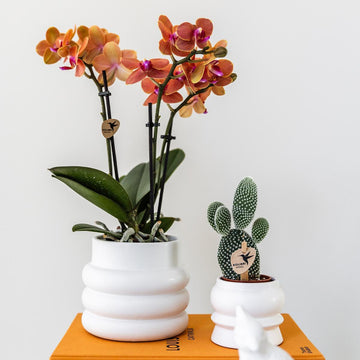 Bozner Orchidee im weißen Bubble Pot