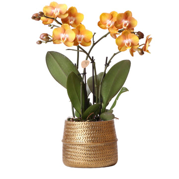 Ockerfarbene Orchidee und ihr Topf