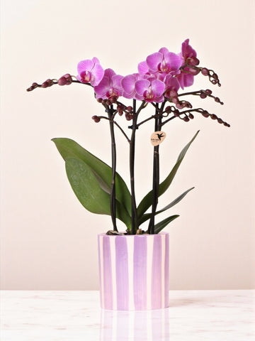 Lila Phalaenopsis-Orchidee „Vienna“ + lila gestreifter Topf