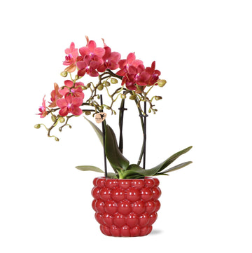 Kongorote Orchidee mit Diamantperlentopf